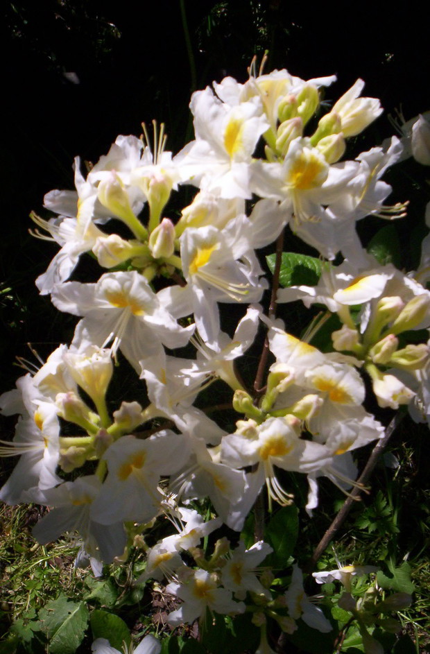 'PERSIL' – azalia wielkokwiatowa, o luźnym pokroju. Rośnie wolno i po 15 latach osiąga ok. 1,5 m wysokości