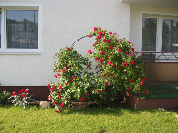 Piękna czerwona róża.