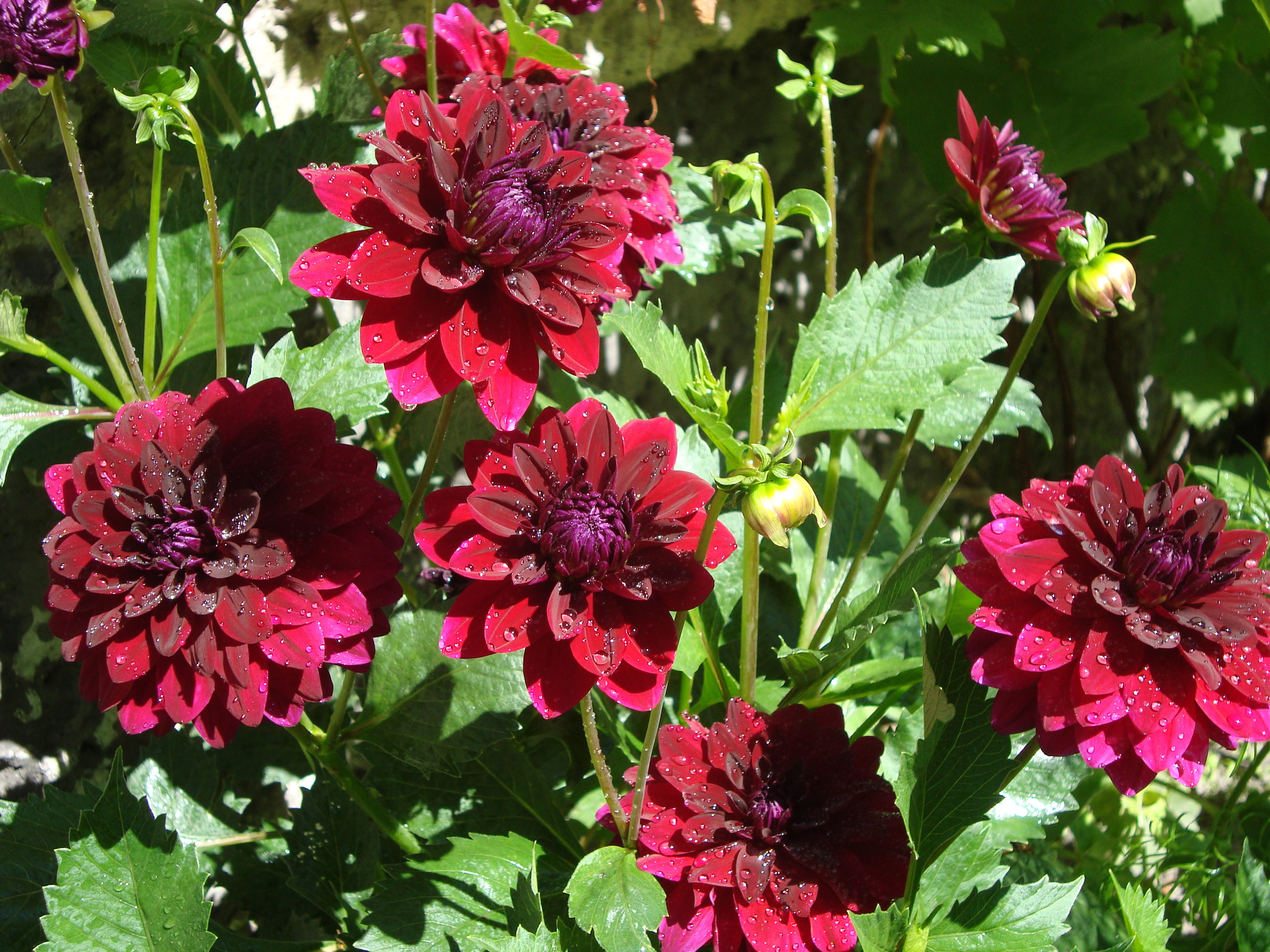 Piękne dalie o poranku