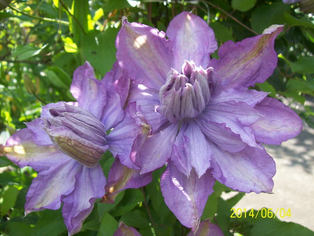 Piękne kwiaty powojnika.