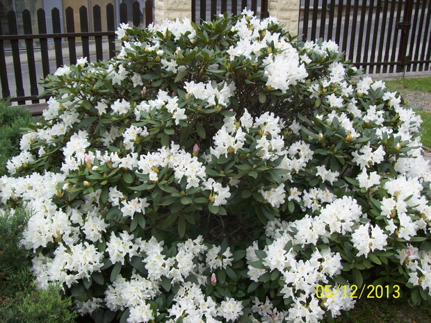 Piękne oblicze różanecznika, obwód 8m