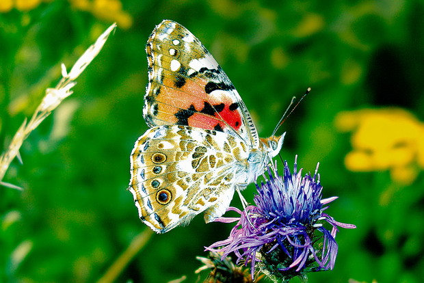 Piękne ubar­wienie do­sko­na­le współ­gra­ją­ce z prze­py­chem ko­lo­ro­stycz­nym kwia­tów to do­me­na mo­ty­li dzien­nych