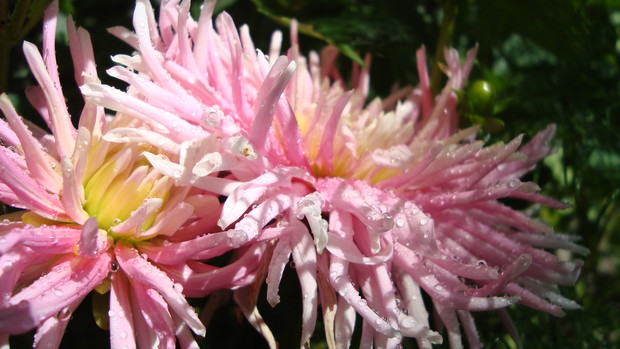 Piękno dla oczu właściciela:D