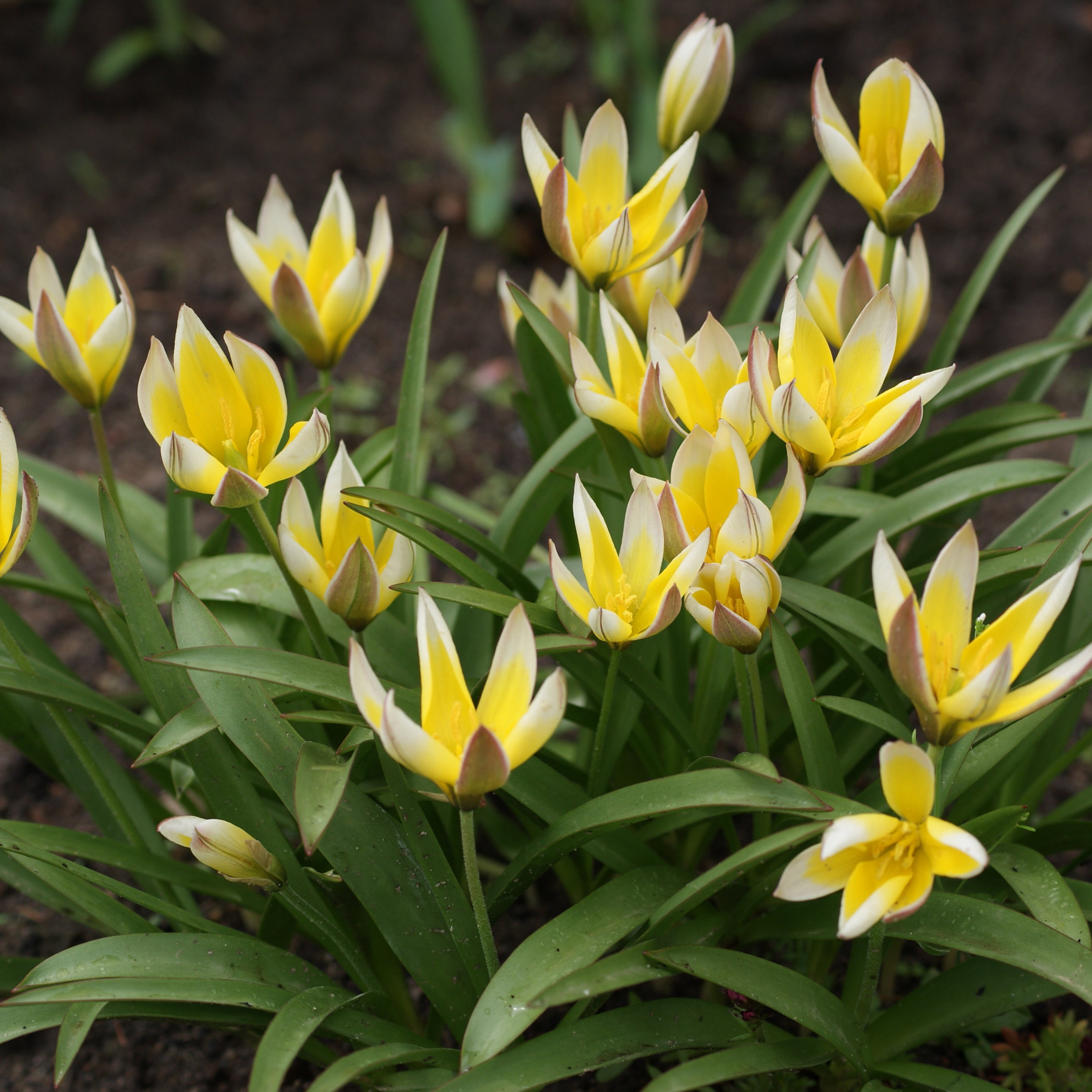 Pierwszymi zwiastunami wiosny są przepiękne tulipany botaniczne.