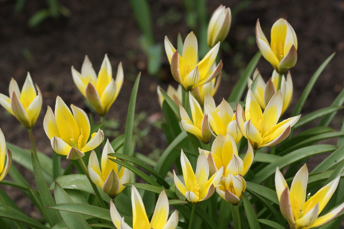 Pierwszymi zwiastunami wiosny są przepiękne tulipany botaniczne.
