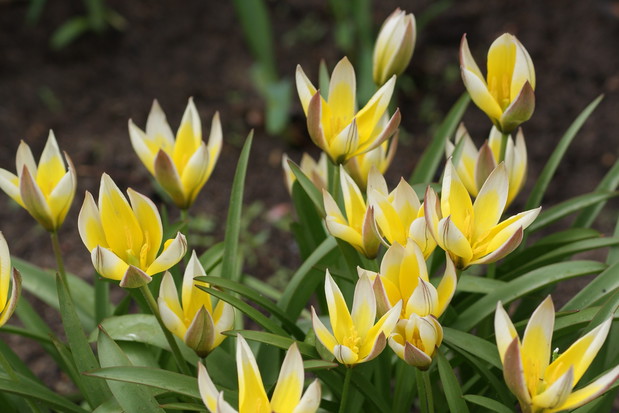 Pierwszymi zwiastunami wiosny są przepiękne tulipany botaniczne.