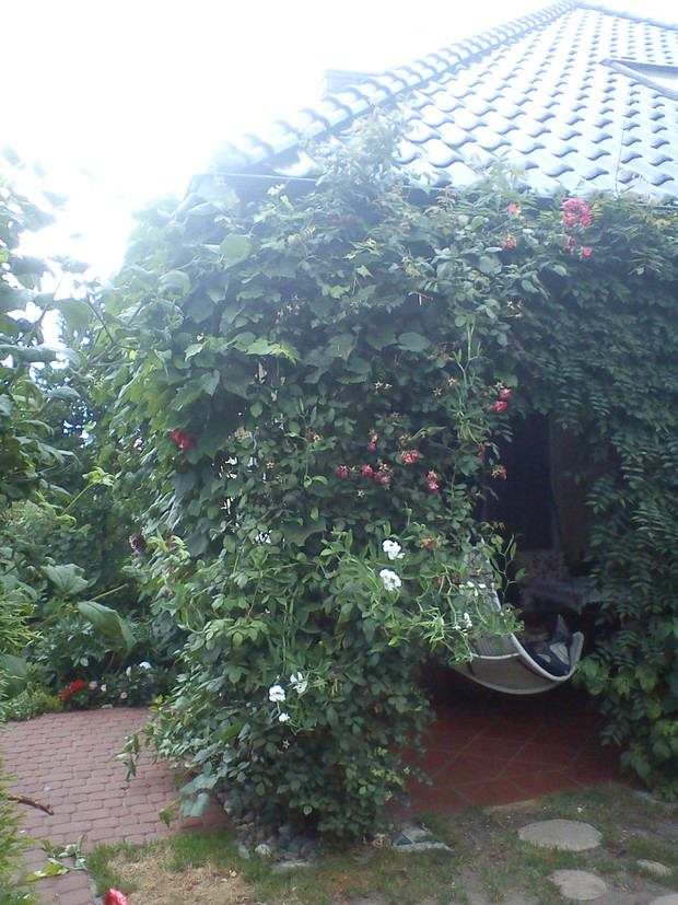pnącza na alkowie: glicynia, róże i winne grona - pysznewinkodające