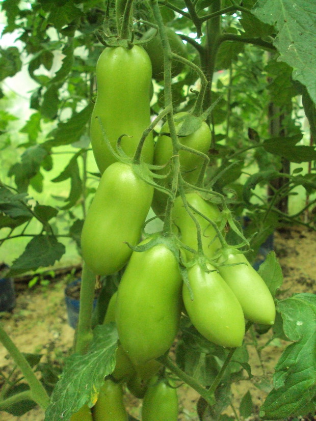 podłużne pomidory /lipiec