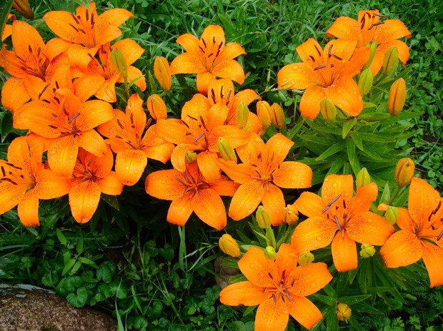 Pomarańczowe lilje pięknie komponują się na tle zieleni