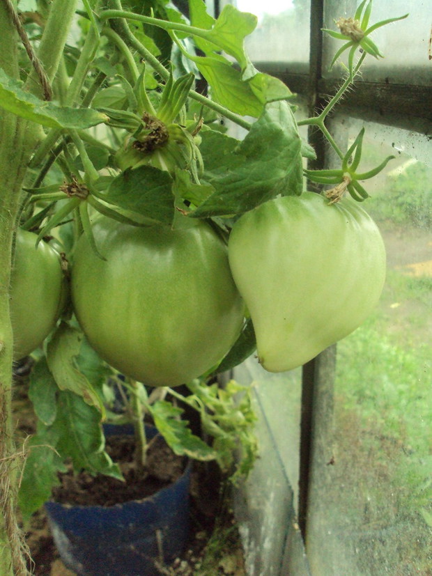 pomidor bawole serce /lipiec