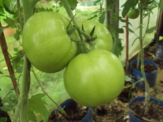 pomidory malinowe /lipiec