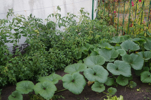 Pomidory, mięta, dynia... i połowa ogródka zajęta :)