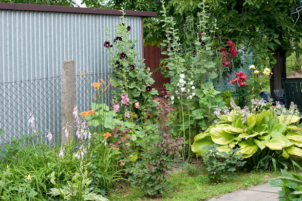 posadziłam między różami paprocie...