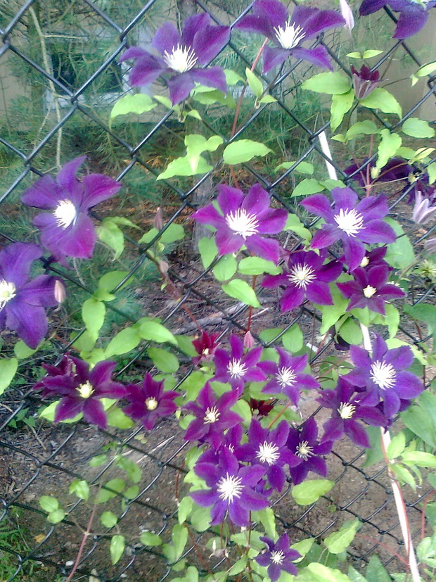 Powojniki to moje ulubione pnącza. Na zdjęciu "Warszawska Nike"