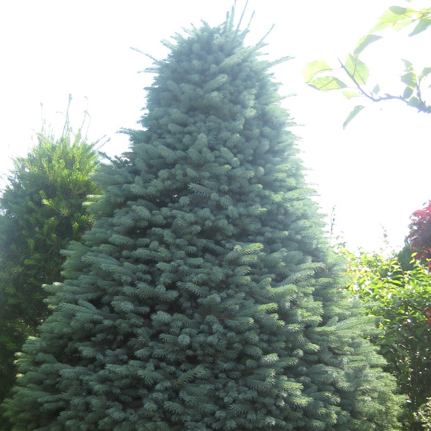 "Prawdziwek" działki