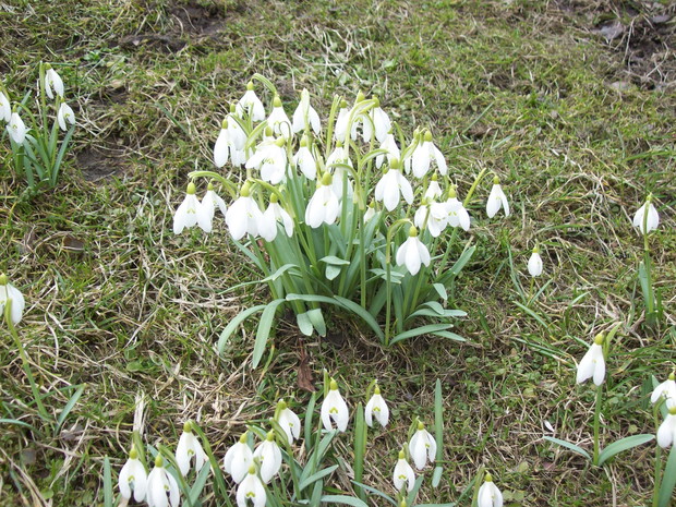 Przebiśniegi  - zwiastuny wiosny