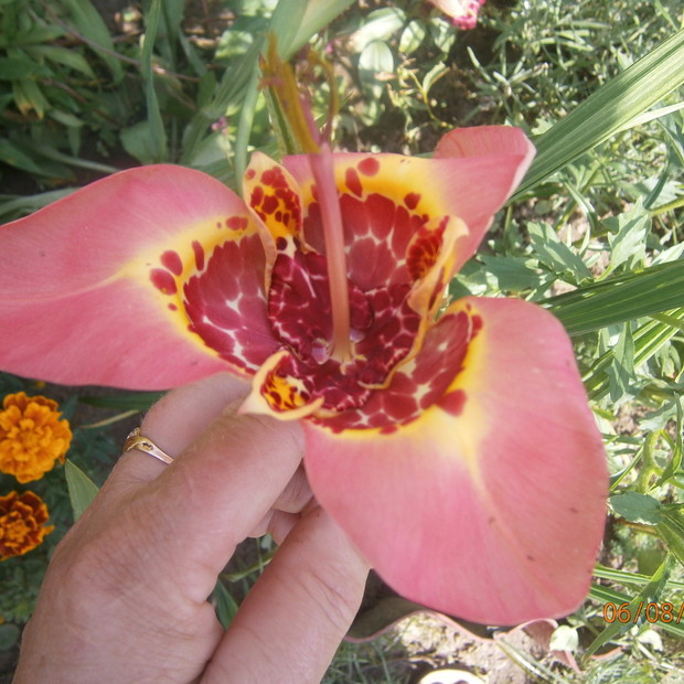 prześliczna i wyczekana tygrysówka