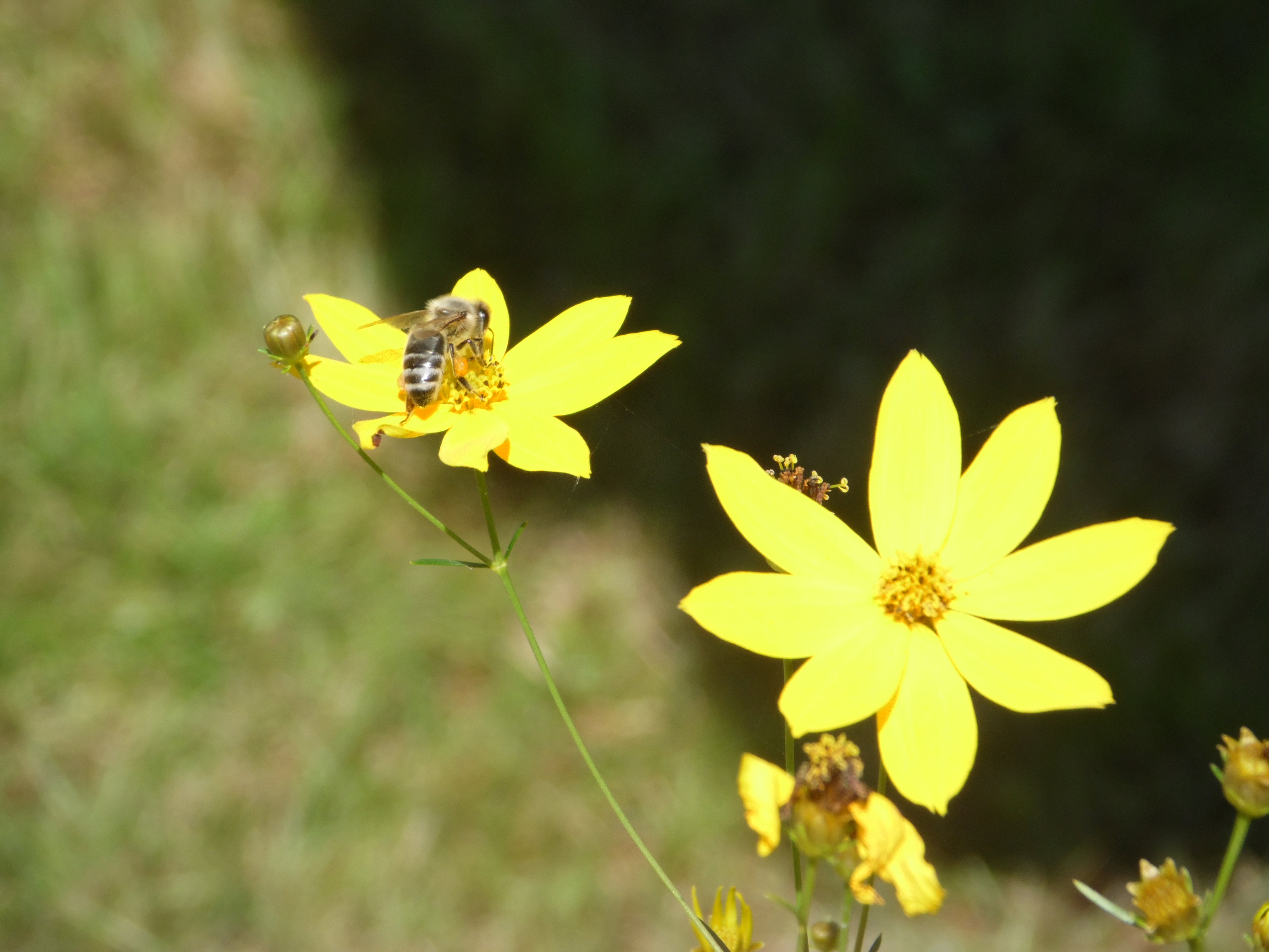 Pszczoła zbierająca nektar