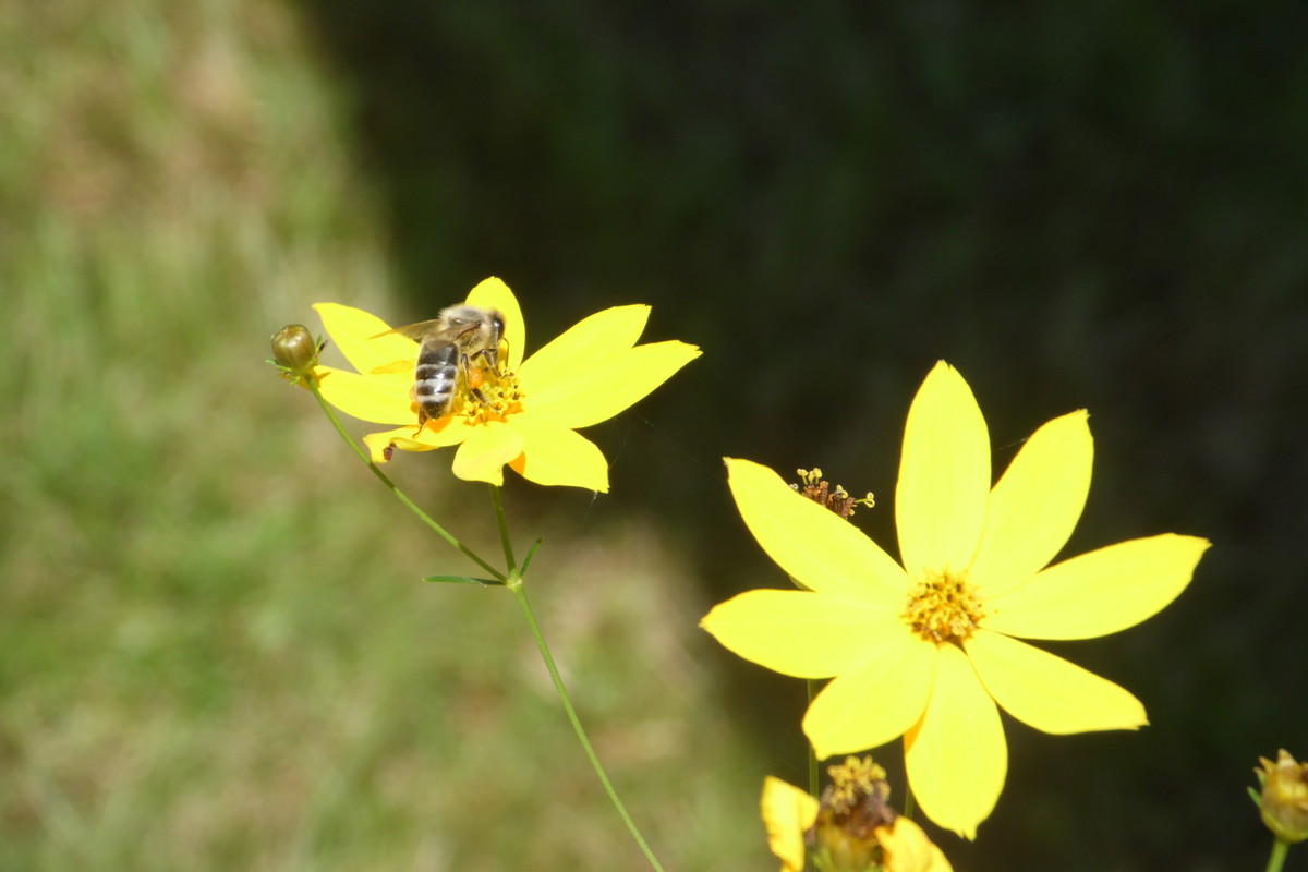 Pszczoła zbierająca nektar