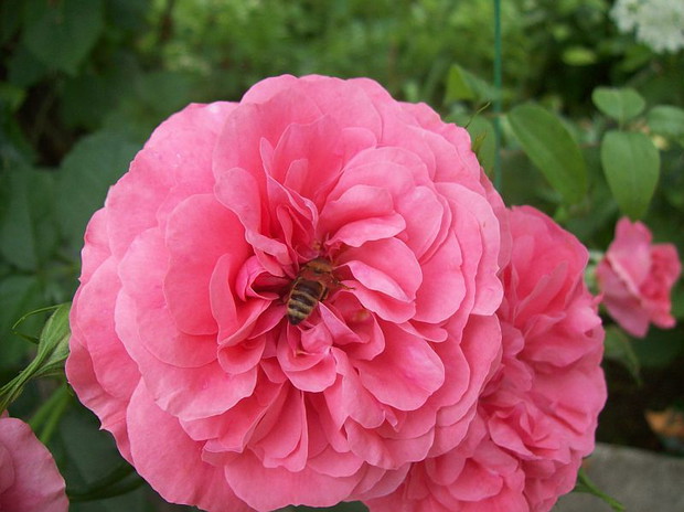 Pszczólka w samym środeczku róży