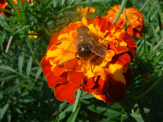 Pszczółki odwiedzają aksamitki.