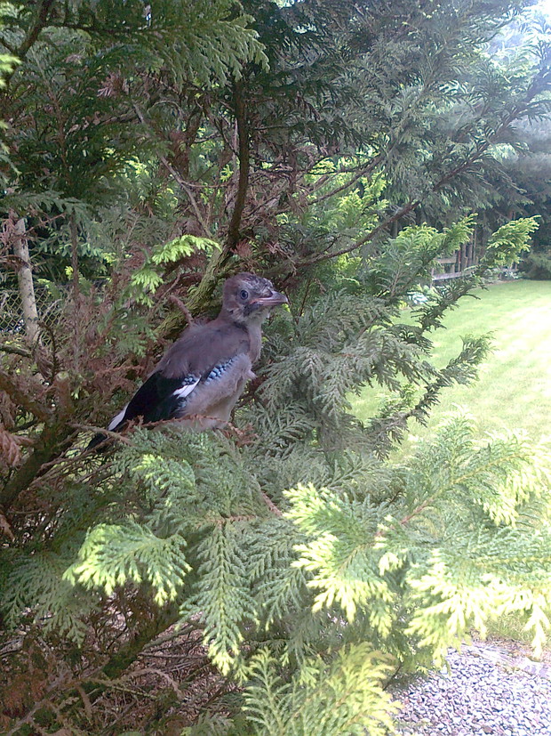 Ptaki dochowały się potomstwa w tym roku.