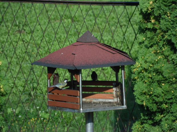Ptaszki w karmiku