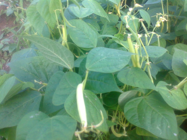 Pyszna chrupiaca szparaga