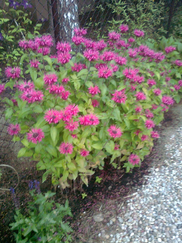 Pysznogłówka- z jej kwiatów i liści mięty można przygotować orzeźwiający napój, a suszone liście  dodawać do herbaty, będzie miała wspaniały smak. Polecam !