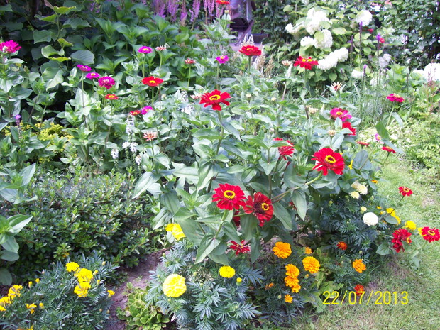 Rabata kwiatowa z cyniami