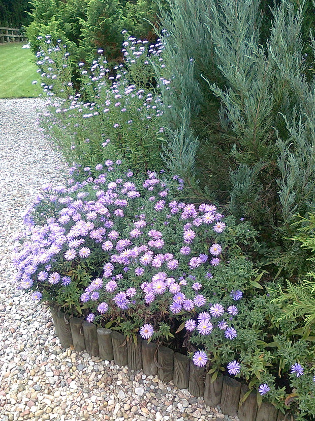 Rabata mieszana z marcinkami w roli głównej