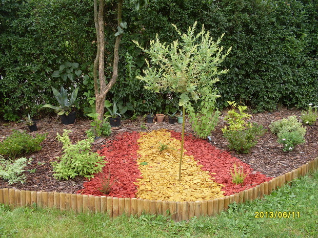 rabata na której rośnie azalia, wierzba, dereń, żylistek, pięciornik a wszystko otoczone jest korą i kolorowymi zrębkami.