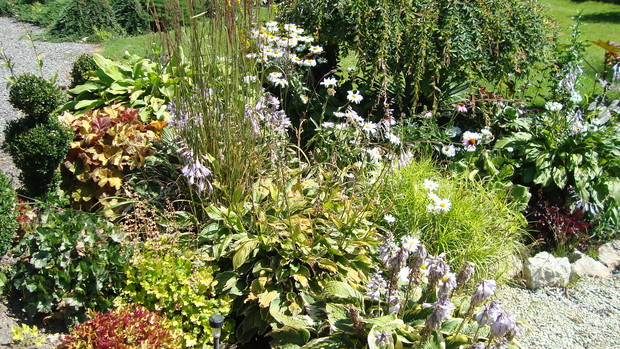 Radość właściciele