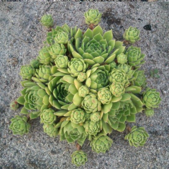 rojnik ogrodowy - na górze z przed roku, na dole obecnie.