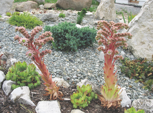 Rośliny na skalniak warto podsypać korą, aby nie traciły wilgoci