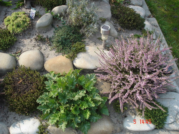 Rośliny na skalniaku