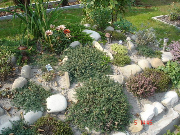 Rośliny na skalniaku