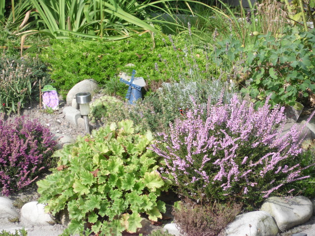 Rośliny na skalniaku