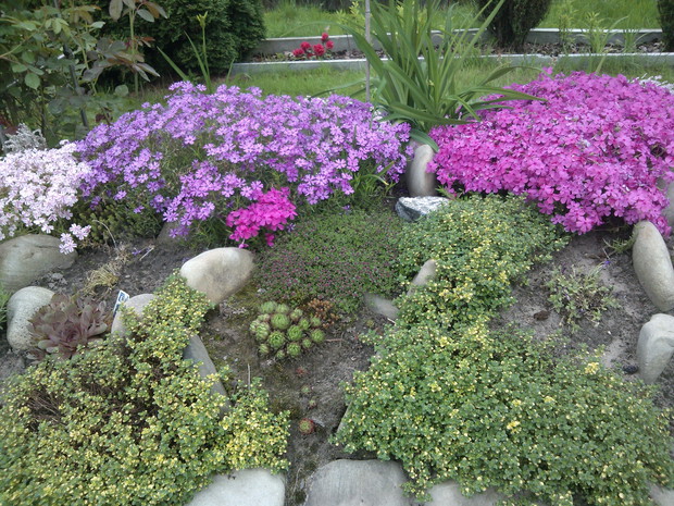 Rośliny na skalniaku