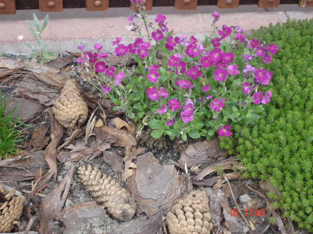 Rośliny wokół altanki