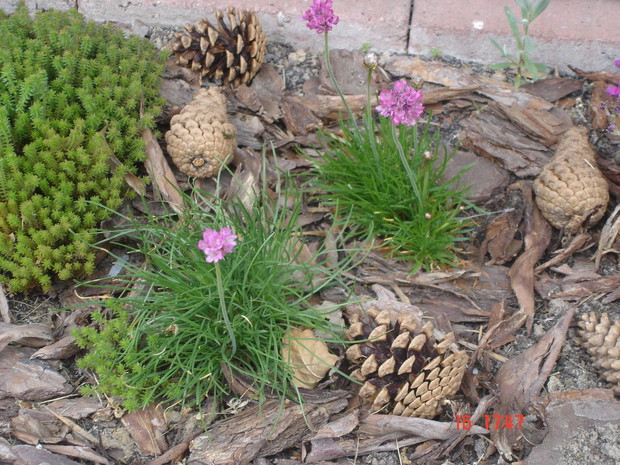 Rośliny wokół altanki