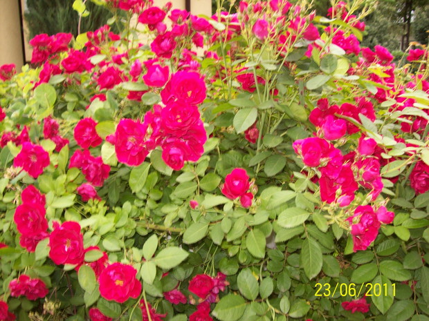 Róża pnąca obrasta studnię