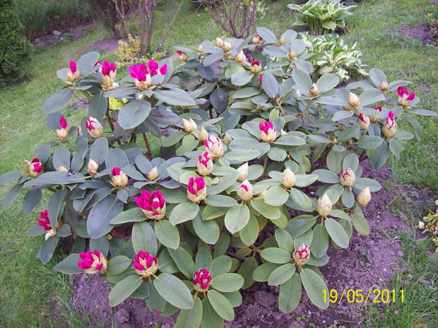 Różanecznik różowy