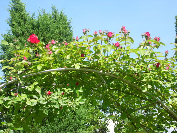 Rozkwitające róże