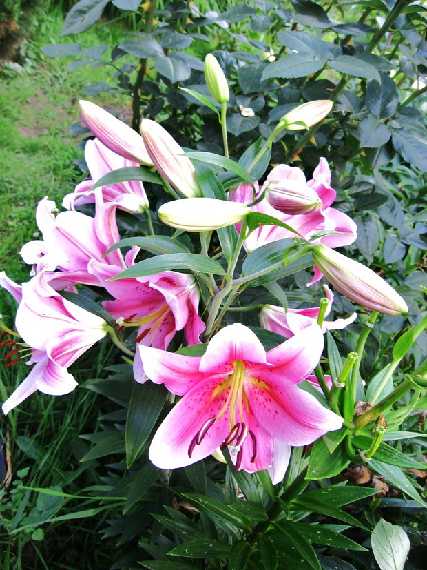 Różowe lilje również wzbudzają mój zachwyt !