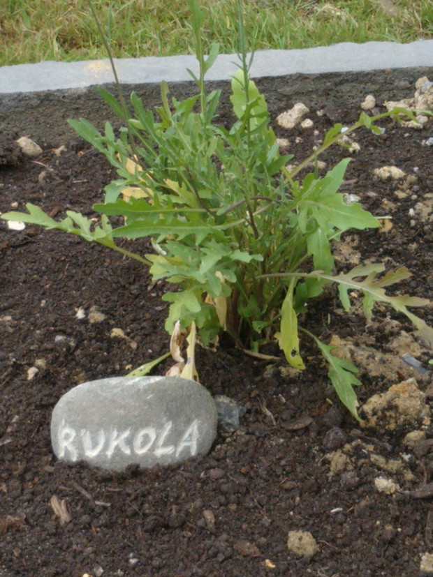 Rukola