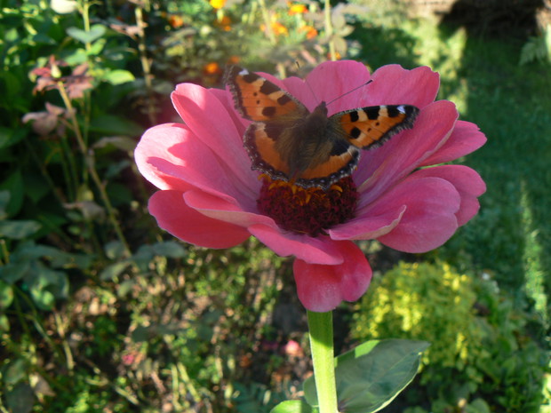 RUSAŁKA POKRZYWIK POZUJE DO ZDJĘCIA.