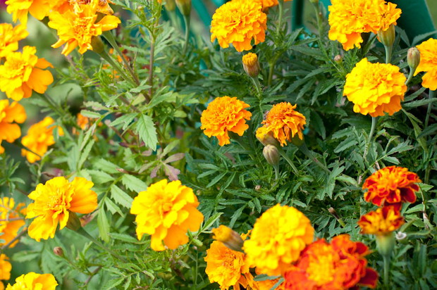 rusinki, aksamitki sama wychowałam od ziarenka...