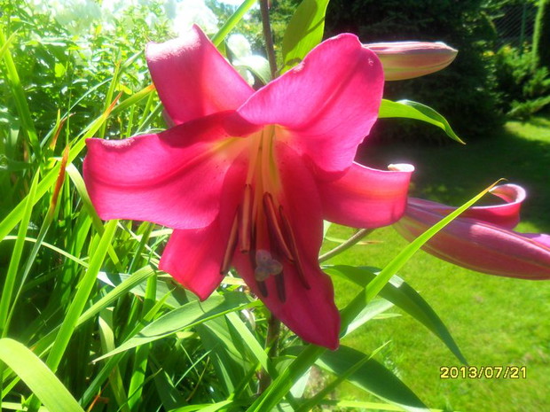 sa naprawdę olbrzymie