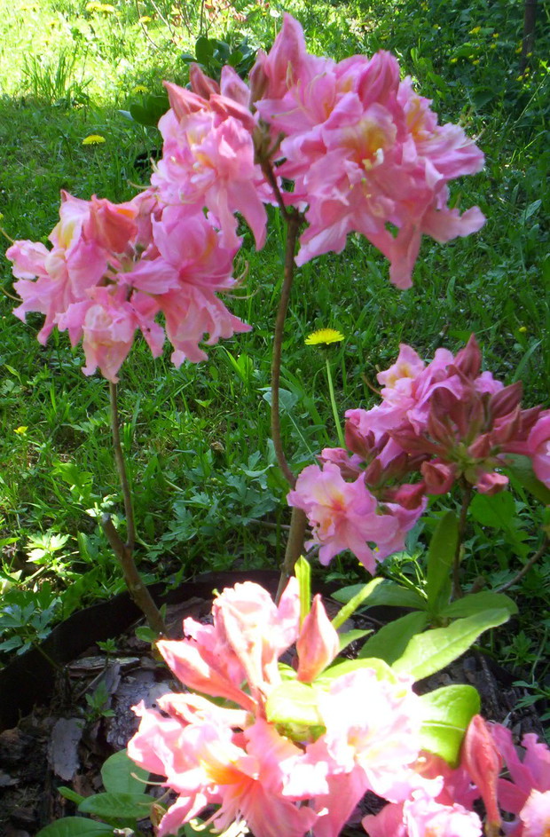 'SARINA' – azalia wielkokwiatowa. Po 10 latach dorasta do 1,5 m